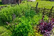 Detaily rostlin z června; v popředí vzrůst mydlice lékařské, vpravo lebeda a v pozadí již rozkvetlá šalvěj lékařská, vzrůstající masiv rmenu barvířského a česnek.